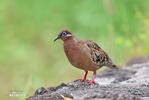 Galapagos Dove