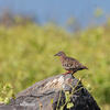 Galapagos Dove