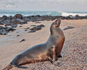 Galápagos fur seal