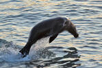 Galápagos fur seal