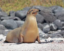 Galápagos fur seal