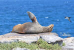 Galápagos fur seal