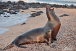 Galápagos fur seal