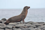 Galápagos fur seal