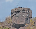 Galapagos Hawk