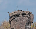 Galapagos Hawk