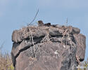 Galapagos Hawk