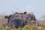 Galapagos Hawk