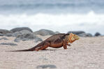 Galapagos Land Iguana