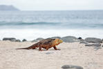 Galapagos Land Iguana