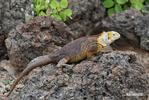 Galapagos Land Iguana