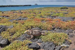 Galapagos Land Iguana