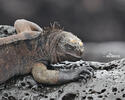 Galapagos Marine Iguana