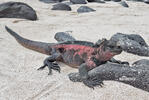 Galapagos Marine Iguana