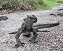 Galapagos Marine Iguana