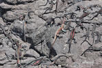 Galapagos Marine Iguana