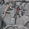 Galapagos Marine Iguana