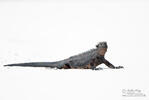 Galapagos Marine Iguana