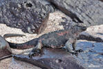 Galapagos Marine Iguana