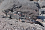 Galapagos Marine Iguana