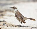 Galapagos Mockingbird