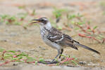 Galapagos Mockingbird