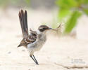 Galapagos Mockingbird