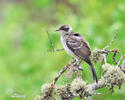 Galapagos Mockingbird