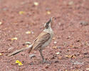 Galapagos Mockingbird