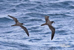 Galápagos Petrel