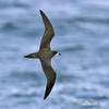 Galápagos Petrel