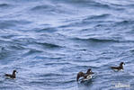 Galápagos Petrel