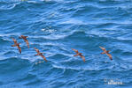 Galapagos Shearwater