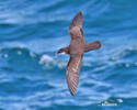 Galapagos Shearwater