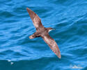 Galapagos Shearwater