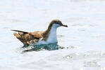 Galapagos Shearwater