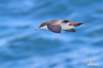 Galapagos Shearwater