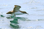 Galapagos Shearwater