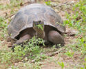 Galapagos tortoise