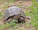 Galapagos tortoise