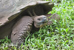 Galapagos tortoise