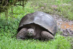 Galapagos tortoise