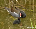 Gallinule poule-d'eau