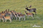 Gamo europeo