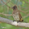 Garden Bulbul