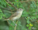 Garden Warbler