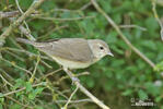 Garden Warbler