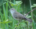 Garden Warbler