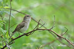 Garden Warbler