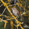 Garden Warbler